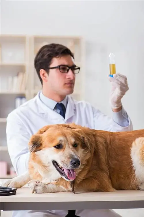 golden retriever idrar örneğini inceleyen veteriner