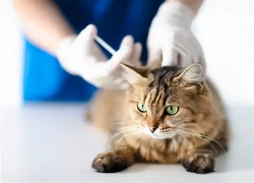 Veterinarian ntawm vet clinic muab kev txhaj tshuaj rau miv