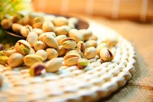 ¿Pueden los gatos comer pistachos? Salud revisada por veterinarios & Guía de seguridad