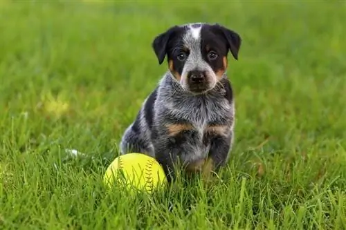 אוסטרלי-Catle-Dog-blue-heeler_JLSnader_shutterstock