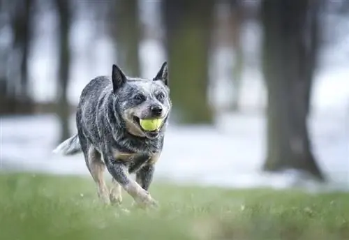 morsom-australsk-storfe-hund-gjeter-valp_Beste-hund-foto_shutterstock