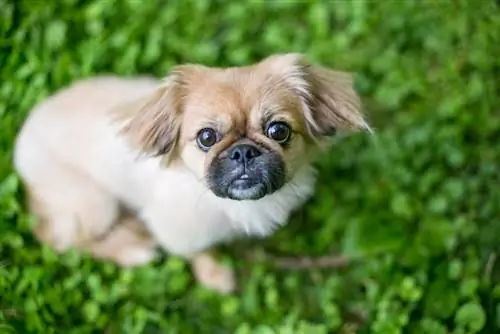 Shinees (Pekingees & Shih-Tzu Mix) Info, afbeeldingen, feiten, eigenschappen