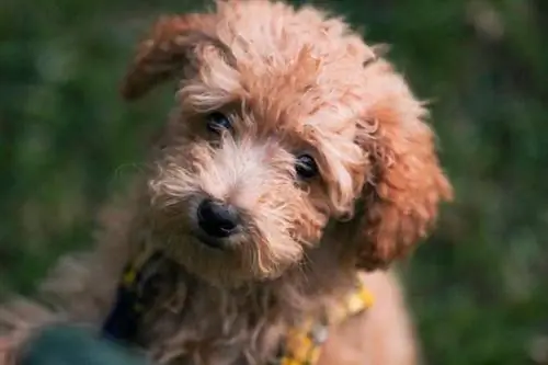 Yorkipoo puppy