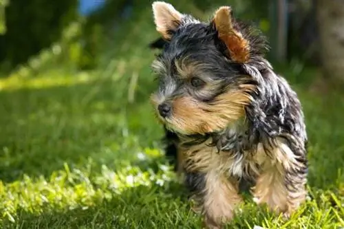 Yorkipoo valp