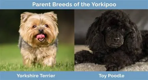 Foreldreraser av Yorkipoo