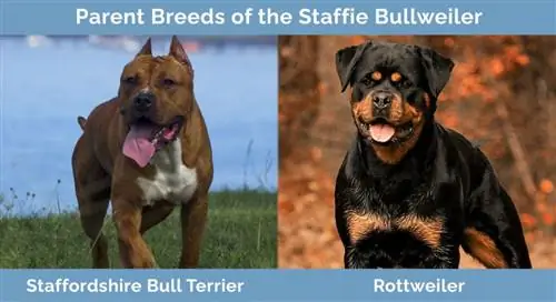 Razas progenitoras del Staffie Bullweiler