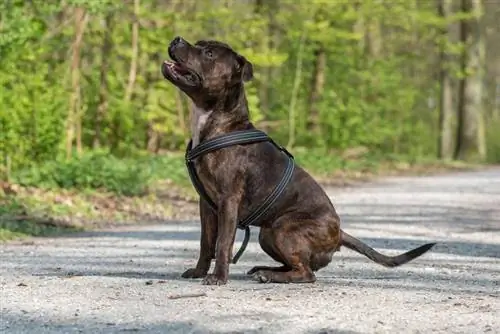 Staffordshire Bull Terrier & Rottweiler Mix (Staffie Bullweiler) Info, billeder, fakta