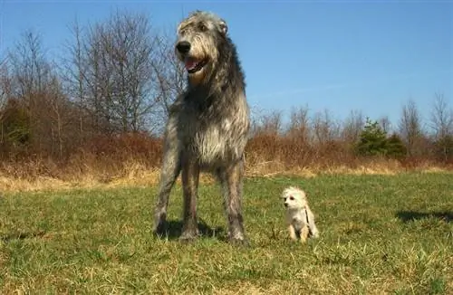 Anjing Scottish Deerhound dan M altese