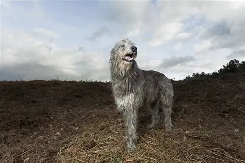 Шотландиялык Deerhound ит порода жөнүндө маалымат: Сүрөттөр, инсандык & Фактылар