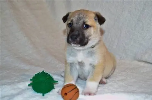 fawn anatolian shepherd menyuam dev