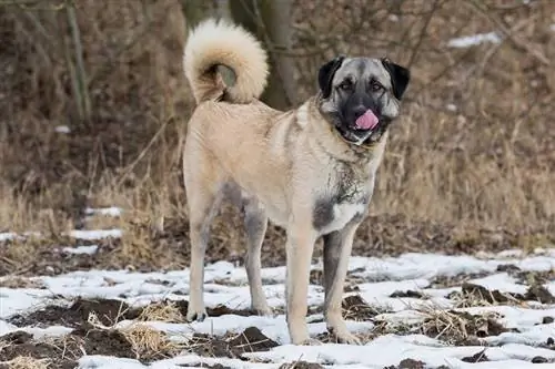 Anatolisk gjeterhund: info, bilder, trekk & Fakta