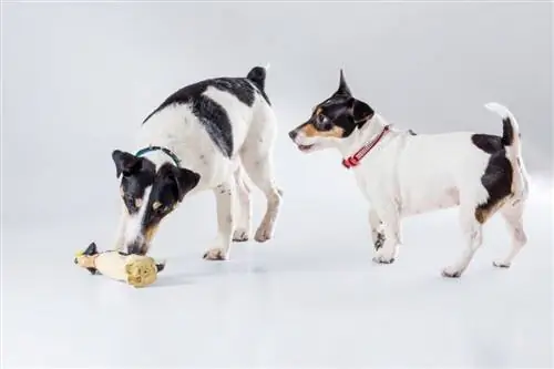 Fox terrier e Jack Russell giocano in studio_nazarovsergey_Shutterstock