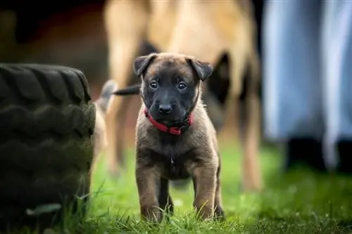 جرو malinois