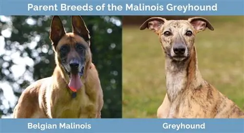 Mga Parent Breed ng Malinois Greyhound