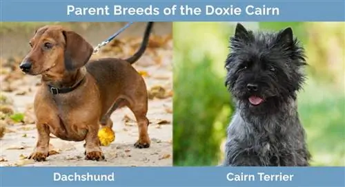 Raças progenitoras do Doxie Cairn