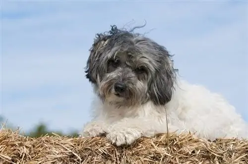 Race de chien Lowchen : infos, photos, caractéristiques & Faits