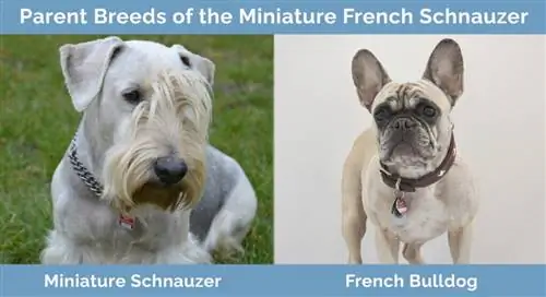 Rase parentale ale Schnauzerului francez miniatural