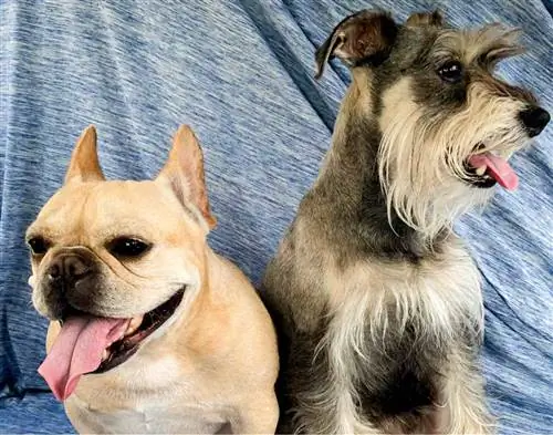 Maklumat Baka Anjing Schnauzer Perancis Miniatur: Gambar, Ciri & Fakta