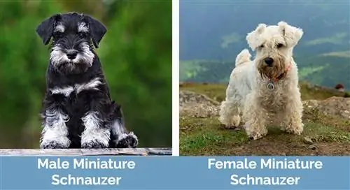 Männchen:Zwergschnauzerweibchen nebeneinander