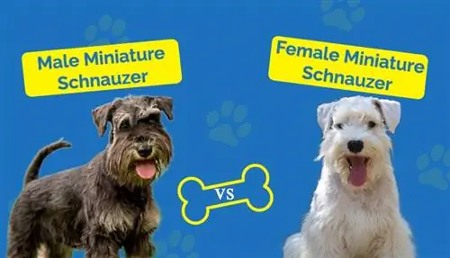 Männlicher vs. weiblicher Zwergschnauzer: Hauptunterschiede & Ähnlichkeiten