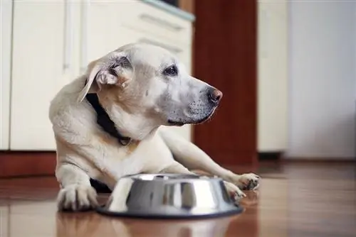 Oude hond Labrador retriever wachtend op voeding