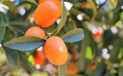 Fruit de kumquats en un arbre