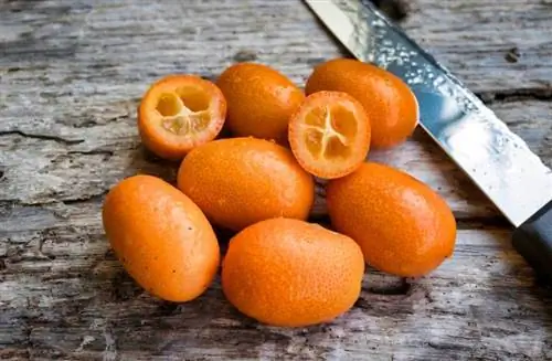 Dürfen Hunde Kumquats essen? Vet Reviewed Facts & FAQ