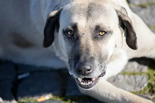 Beyaz sokak köpeği korkunç dişlerini yere uzanmış gösteriyor.