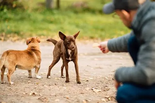 Adam sokak köpeğini sokakta besliyor