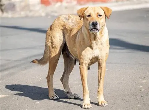 yolda duran sokak köpeği