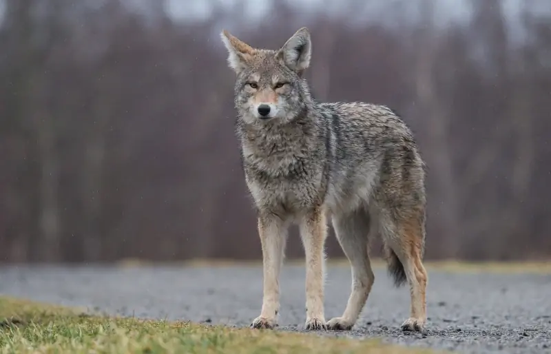 Is een coyote een soort wilde hond? Hoe ze uit elkaar te houden