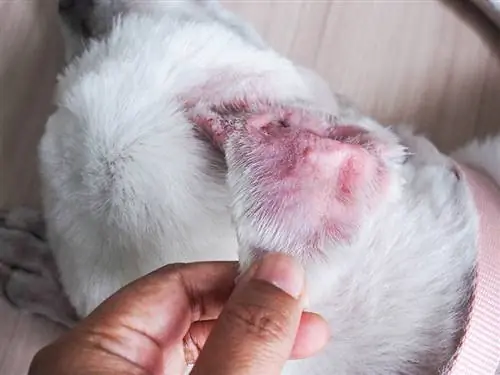 ¿Cuál es el costo de la cirugía de hematoma en la oreja de un perro? Guía de precios 2023