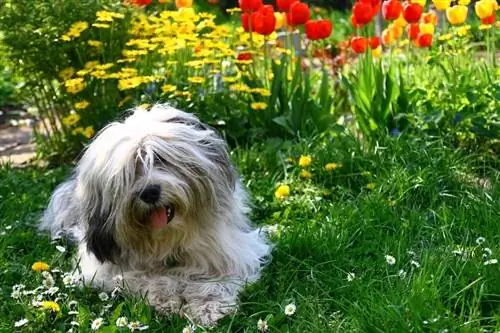 Chien couché dans un jardin