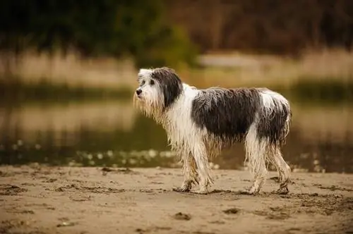 Cane pastore di pianura polacco bagnato