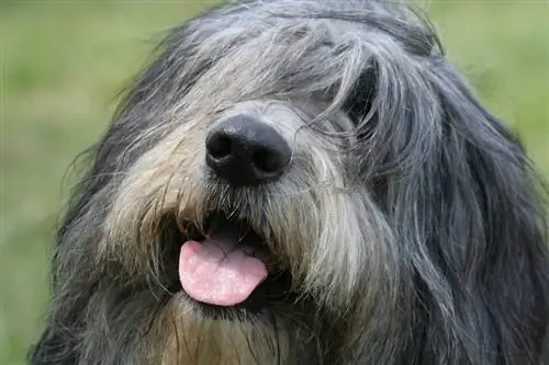 Ritratto del cane da pastore polacco della pianura