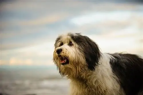 Polsk Lowland Sheepdog Rasinformation: Bilder, egenskaper & Fakta