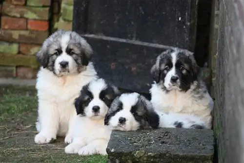 Pyreneiske Mastiff-valper