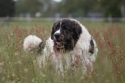 Pyreneisk mastiff i engen