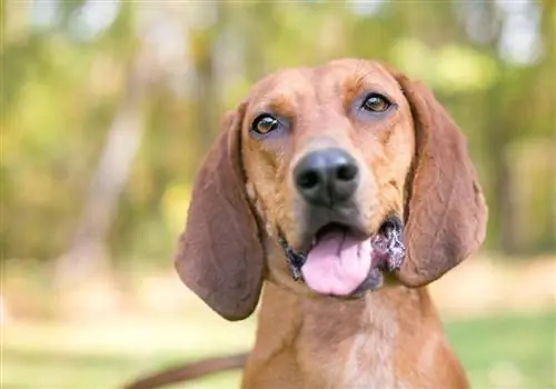 Happy Redbone Coonhound