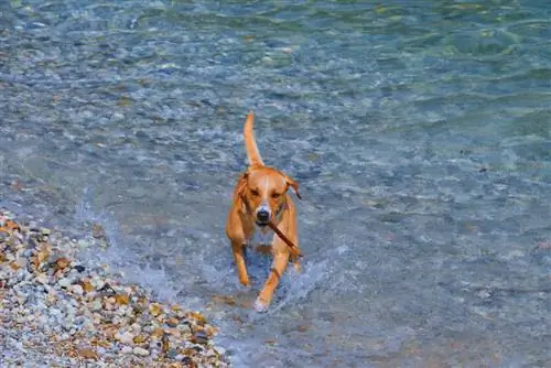 Redbone Coonhound донася пръчка във вода