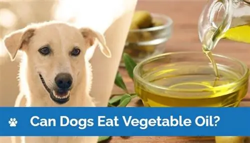 Können Hunde Pflanzenöl essen? Vet Approved Facts & FAQ