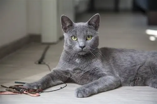 Gato azul ruso jugando juguetes interior