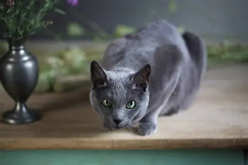 Gato azul ruso sobre una mesa