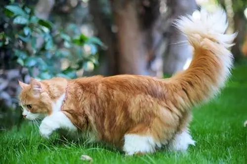 faccia di bambola dai capelli lunghi arancione tradizionale gatto persiano