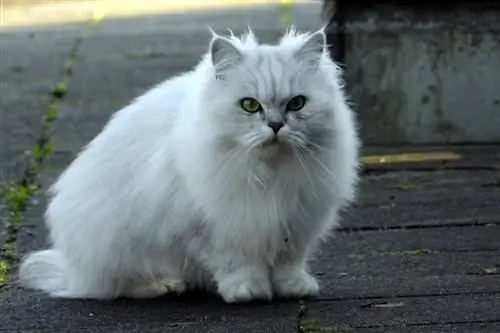 7 Persian Cat He alth Problems: Ano ang Dapat Abangan