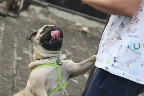 anjing pug dengan pemiliknya