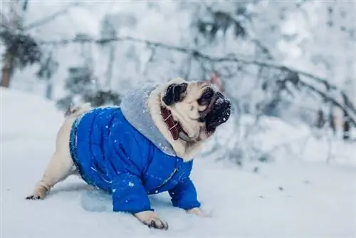 mops hund bär jacka