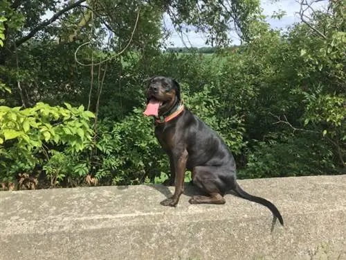 American Neo Bull (American Bulldog & Neopolitan Mastiff Mix) Info, bilder, egenskaper