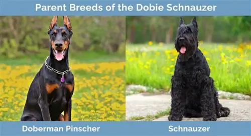 Γονικές φυλές του Dobie Schnauzer