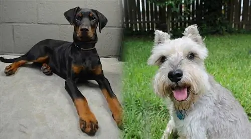 dobie schnauzer